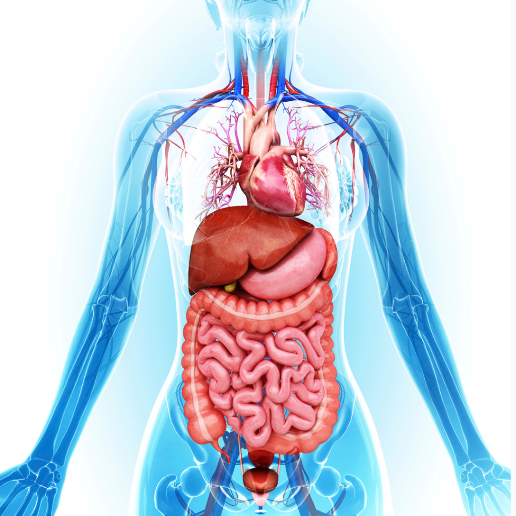 Human anatomy (canva)