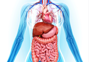 Human anatomy (canva)