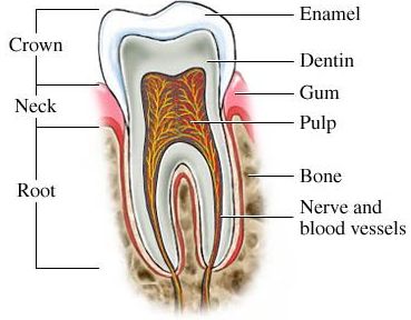 root-canal