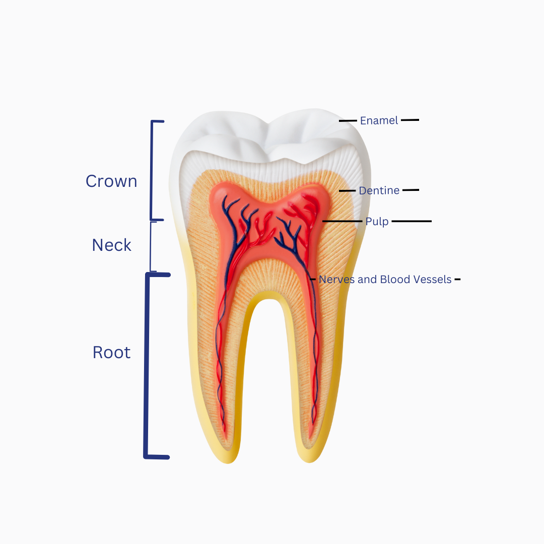 Tooth Anatomy (Canva)